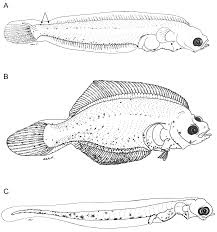 Image result for Liopsetta glacialis