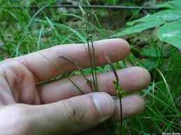 Attēlu rezultāti vaicājumam “Carex sylvatica fruit”