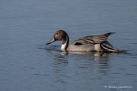 Attēlu rezultāti vaicājumam “Anas acuta male”