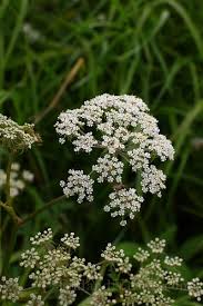 Attēlu rezultāti vaicājumam “Peucedanum palustre”