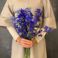 Image result for Delphinium