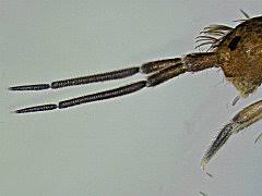 Attēlu rezultāti vaicājumam “Heteromurus nitidus”