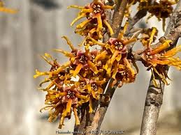 Attēlu rezultāti vaicājumam “Hamamelis vernalis flower”