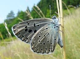 Attēlu rezultāti vaicājumam “Phengaris arion”
