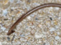 Attēlu rezultāti vaicājumam “Gordius aquaticus”