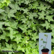 Attēlu rezultāti vaicājumam “Hedera helix”