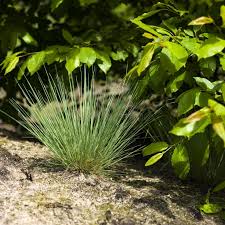 Attēlu rezultāti vaicājumam “Corynephorus canescens leaf”
