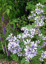 Image result for Malva sylvestris var. mauritiana
