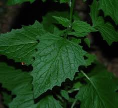 Attēlu rezultāti vaicājumam “Lapsana communis leaf”