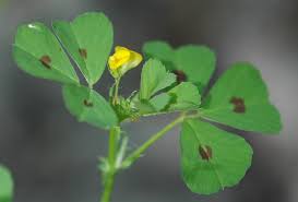 Attēlu rezultāti vaicājumam “Medicago x varia  leaf”