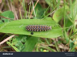 Attēlu rezultāti vaicājumam “Melitaea didyma underside”