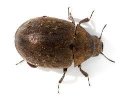 Attēlu rezultāti vaicājumam “Byrrhidae”