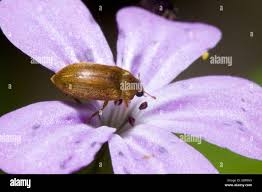 Attēlu rezultāti vaicājumam “Byturus ochraceus”