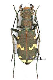 Attēlu rezultāti vaicājumam “Cicindela sylvatica imago”