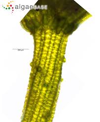 Attēlu rezultāti vaicājumam “Chara contraria”