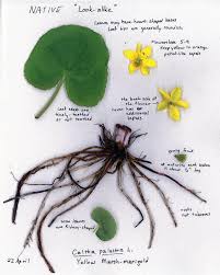 Attēlu rezultāti vaicājumam “Caltha palustris leaf”