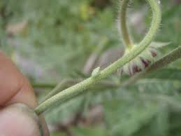 Attēlu rezultāti vaicājumam “Lygus nymph nymph”