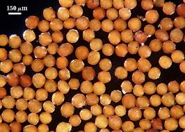 Attēlu rezultāti vaicājumam “Comatricha elegans var. microspora spores”