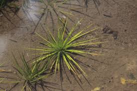 Attēlu rezultāti vaicājumam “Isoetaceae”