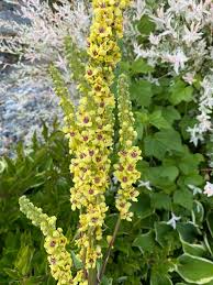 Attēlu rezultāti vaicājumam “Verbascum thapsus”