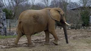 Image result for sad elephant