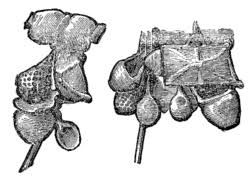 Image result for Romseysac