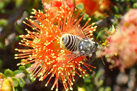 Attēlu rezultāti vaicājumam “Comatricha ellae macro”