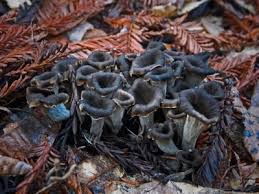 Attēlu rezultāti vaicājumam “Craterium leucocephalum var. scyphoides”