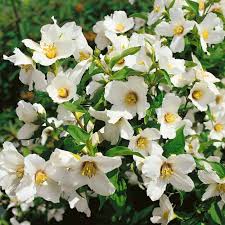 Attēlu rezultāti vaicājumam “Philadelphus lemoinei flower”