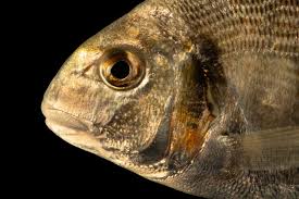 Image result for Sparus aurata