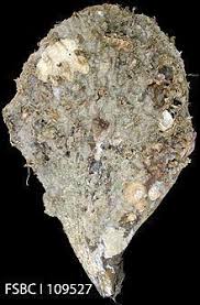 Attēlu rezultāti vaicājumam “Aloina rigida”