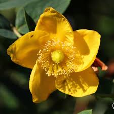 Image result for Johanniskraut