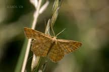Attēlu rezultāti vaicājumam “Idaea serpentata”