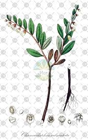 Attēlu rezultāti vaicājumam “Chamaedaphne calyculata fruit”