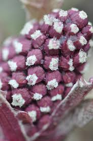 Attēlu rezultāti vaicājumam “Petasites hybridus flower”