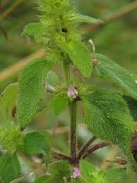 Attēlu rezultāti vaicājumam “Galeopsis bifida”