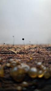 Attēlu rezultāti vaicājumam “Comatricha fragilis”