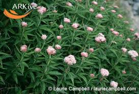 Image result for Eupatorium cannabinum