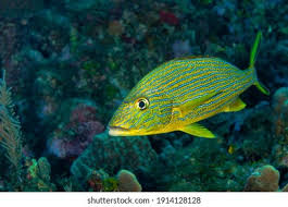 Image result for Haemulon carbonarium