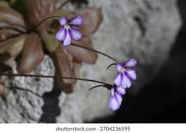 Attēlu rezultāti vaicājumam “Lentibulariaceae”