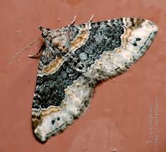 Attēlu rezultāti vaicājumam “Xanthorhoe ferrugata”