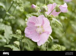 Image result for Lavatera thuringiaca