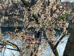 Attēlu rezultāti vaicājumam “Ulmus laevis”