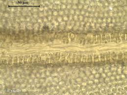 Attēlu rezultāti vaicājumam “Tortella inclinata”