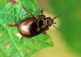 Attēlu rezultāti vaicājumam “Chrysolina staphylaea”