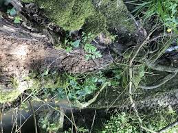 Attēlu rezultāti vaicājumam “Bactridium flavum”