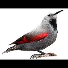 Image result for Tichodroma muraria