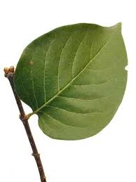 Attēlu rezultāti vaicājumam “Syringa reticulata subsp. amurensis leaf”