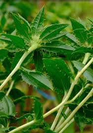 Image result for Carthamus tinctorius