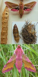 Attēlu rezultāti vaicājumam “Deilephila elpenor”